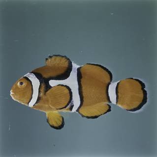 To NMNH Extant Collection (Amphiprion percula FIN032220 Slide 120 mm)