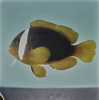 To NMNH Extant Collection (Amphiprion rubrocinctus FIN032229 Slide 120 mm)