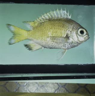 To NMNH Extant Collection (Chromis abyssicola FIN032240 Slide 120 mm)