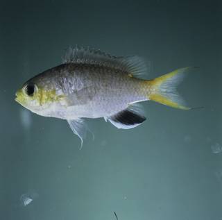 To NMNH Extant Collection (Chromis acares FIN032241 Slide 120 mm)