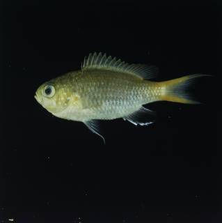 To NMNH Extant Collection (Chromis acares FIN032242 Slide 120 mm)