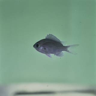To NMNH Extant Collection (Chromis albomaculata FIN032248 Slide 120 mm)