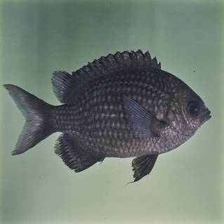 To NMNH Extant Collection (Chromis albomaculata FIN032249 Slide 120 mm)