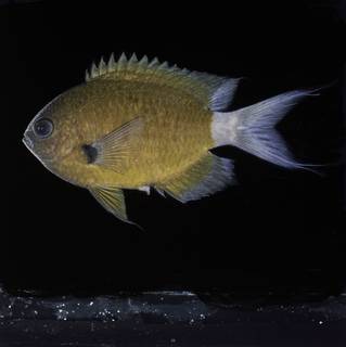 To NMNH Extant Collection (Chromis alleni FIN032250A Slide 120 mm)