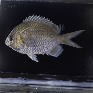 To NMNH Extant Collection (Chromis alpha FIN032251 Slide 120 mm)