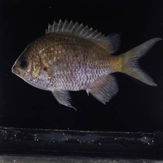 To NMNH Extant Collection (Chromis alpha FIN032252 Slide 120 mm)