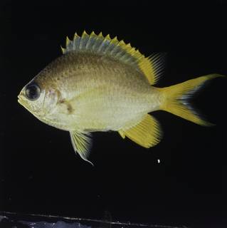 To NMNH Extant Collection (Chromis analis FIN032258 Slide 120 mm)