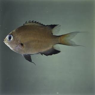 To NMNH Extant Collection (Chromis atripes FIN032262 Slide 120 mm)
