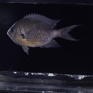 To NMNH Extant Collection (Chromis caudalis FIN032266 Slide 120 mm)