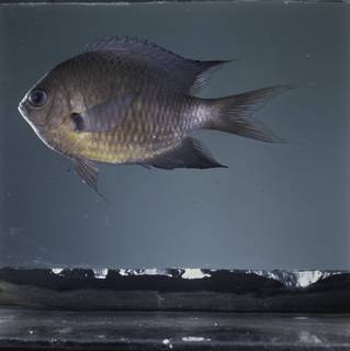 To NMNH Extant Collection (Chromis caudalis FIN032266B Slide 120 mm)