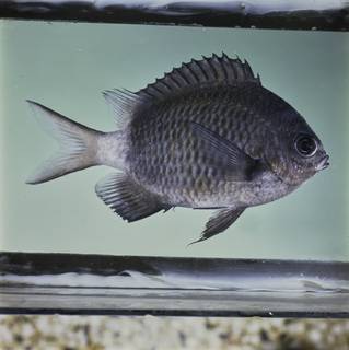 To NMNH Extant Collection (Chromis chrysura FIN032267 Slide 120 mm)