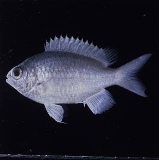 To NMNH Extant Collection (Chromis cinerascens FIN032271 Slide 120 mm)