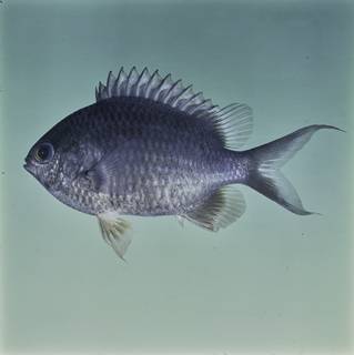 To NMNH Extant Collection (Chromis cinerascens FIN032272 Slide 120 mm)