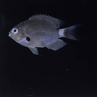 To NMNH Extant Collection (Chromis delta FIN032277 Slide 120 mm)