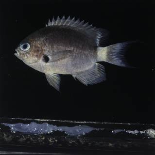 To NMNH Extant Collection (Chromis delta FIN032278 Slide 120 mm)