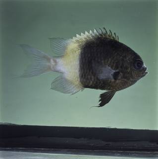 To NMNH Extant Collection (Chromis dimidiata FIN032280 Slide 120 mm)