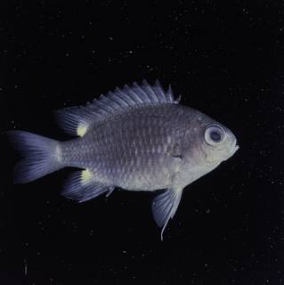 To NMNH Extant Collection (Chromis elerae FIN032282 Slide 120 mm)