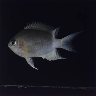 To NMNH Extant Collection (Chromis flavipectoralis FIN032288 Slide 120 mm)
