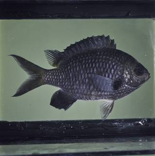 To NMNH Extant Collection (Chromis flavomaculata FIN032290 Slide 120 mm)
