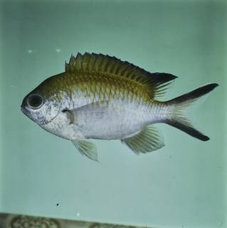 To NMNH Extant Collection (Chromis fumea FIN032293 Slide 120 mm)