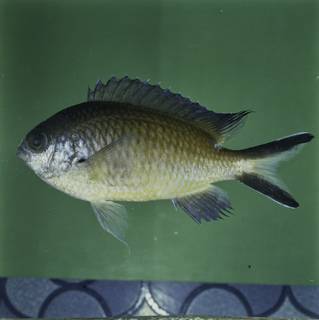 To NMNH Extant Collection (Chromis fumea FIN032294 Slide 120 mm)