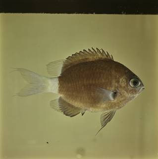 To NMNH Extant Collection (Chromis hanui FIN032298 Slide 120 mm)