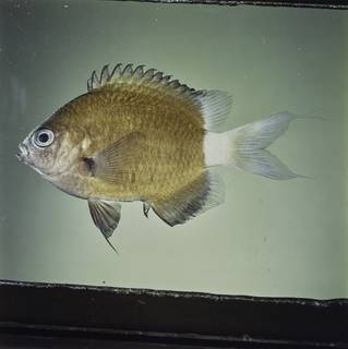 To NMNH Extant Collection (Chromis hanui FIN032299 Slide 120 mm)