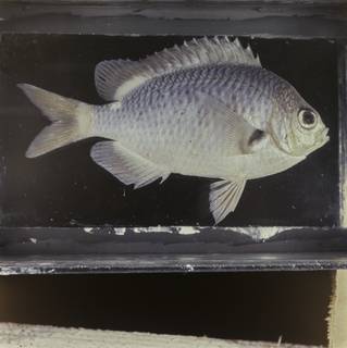 To NMNH Extant Collection (Chromis hypsilepis FIN032300 Slide 120 mm)