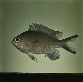 To NMNH Extant Collection (Chromis lepidolepsis FIN032302 Slide 120 mm)