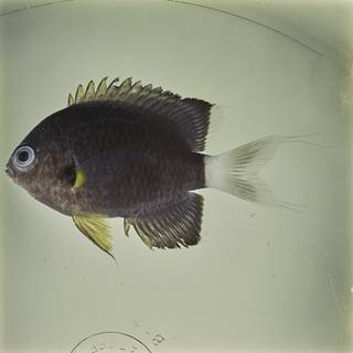 To NMNH Extant Collection (Chromis leucura FIN032303 Slide 120 mm)