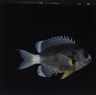 To NMNH Extant Collection (Chromis leucura FIN032304 Slide 120 mm)
