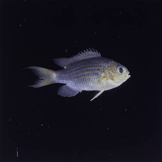 To NMNH Extant Collection (Chromis lineata FIN032306 Slide 120 mm)