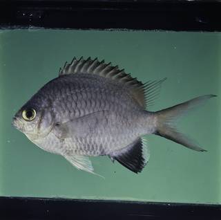 To NMNH Extant Collection (Chromis nigroanalis FIN032312 Slide 120 mm)
