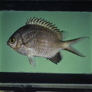 To NMNH Extant Collection (Chromis nigroanalis FIN032313 Slide 120 mm)