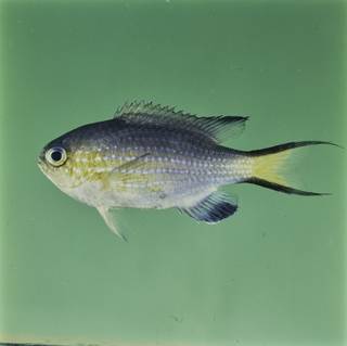 To NMNH Extant Collection (Chromis nigrura FIN032314 Slide 120 mm)
