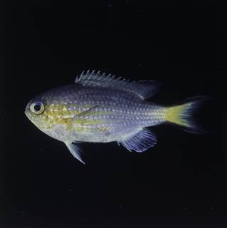 To NMNH Extant Collection (Chromis nigrura FIN032314B Slide 120 mm)