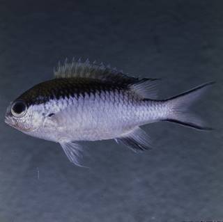 To NMNH Extant Collection (Chromis nitida FIN032319 Slide 120 mm)