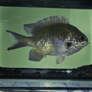 To NMNH Extant Collection (Chromis notata FIN032320 Slide 120 mm)