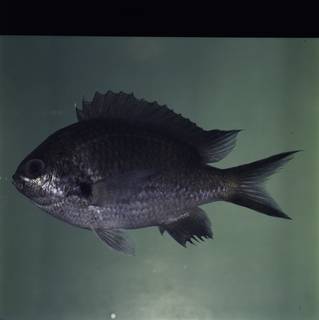 To NMNH Extant Collection (Chromis notata FIN032321 Slide 120 mm)