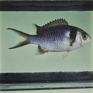To NMNH Extant Collection (Chromis opercularis FIN032325 Slide 120 mm)