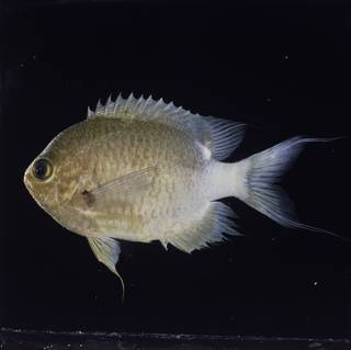 To NMNH Extant Collection (Chromis ovatiformes FIN032332 Slide 120 mm)