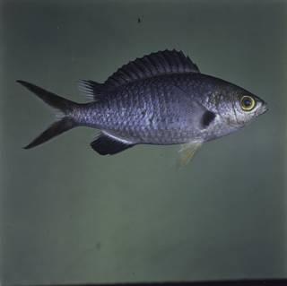 To NMNH Extant Collection (Chromis pamae FIN032334 Slide 120 mm)