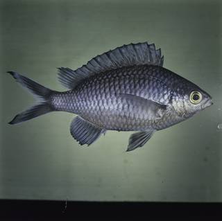 To NMNH Extant Collection (Chromis randalli FIN032336 Slide 120 mm)