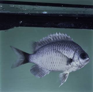 To NMNH Extant Collection (Chromis pelloura FIN032337 Slide 120 mm)