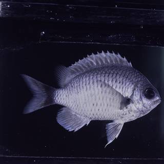 To NMNH Extant Collection (Chromis pelloura FIN032337B Slide 120 mm)