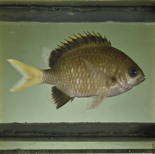 To NMNH Extant Collection (Chromis pembae FIN032338 Slide 120 mm)