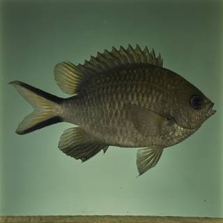 To NMNH Extant Collection (Chromis scotochiloptera FIN032340 Slide 120 mm)