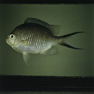 To NMNH Extant Collection (Chromis ternatensis FIN032343 Slide 120 mm)