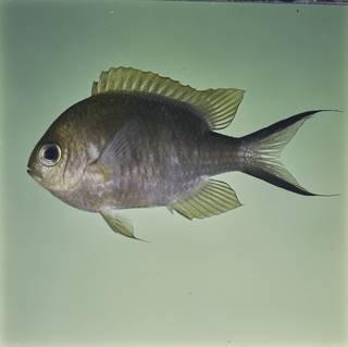 To NMNH Extant Collection (Chromis ternatensis FIN032344 Slide 120 mm)