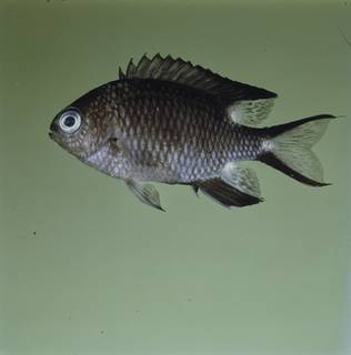 To NMNH Extant Collection (Chromis trialpha FIN032345 Slide 120 mm)
